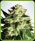 Auto God's Glue - Ministry of Cannabis