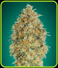 Auto Gorilla Blue - Advanced Seeds
