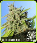 Auto Gorilla OG - Short Stuff Seeds