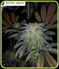 Auto Gorillagasm - Top Shelf Elite Seeds