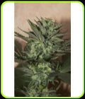 Auto Great White - Seedsman Seeds