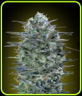 Critical Lemon - Advanced Seeds