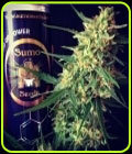 Auto Impala 64 Haze - Sumo Seeds
