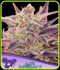Auto Imperium X - Anesia Seeds