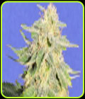 Auto JH - Original Sensible Seeds