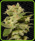 Auto Jack - Paradise Seeds