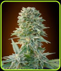 Auto Jack Herer - Advanced Seeds