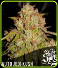 Auto Jedi Kush - Short Stuff Seeds