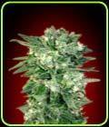Auto Kaya 47 - Advanced Seeds