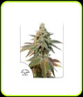 Auto Kerosene Krash - Dutch Passion Seeds