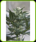 Auto Kush - Seedsman Seeds