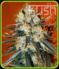 Auto Kush - Kush Cannabis Seeds