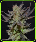 Auto Lavender - CBD Seeds