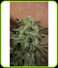 Auto Lemon - Seedsman Seeds