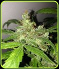 Auto Lemon Bubble - Pheno Finder Seeds