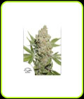 Auto Lemon Kix - Dutch Passion Seeds