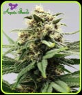 Auto Lemongrass - Anesia Seeds