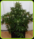 Auto Livers - Mephisto Genetics