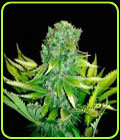 Auto Love Peace - VIP Seeds