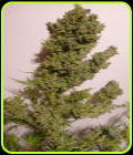 Auto Malawi x NL - Ace Seed bank