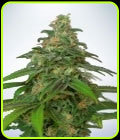 Auto Mandarin Haze - Ministry of Cannabis