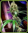 Auto Mandarine Dream XL - BSB Genetics