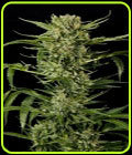 Auto Mass - Grassomatic Seeds