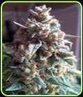 Auto Massassin - Critical Mass Collective