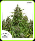 Auto Mazar - Dutch Passion Seeds