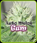 Auto Melon Gum - Dr Underground