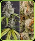 SALE - Auto Melonade Runtz - Dutch Passion - Cannabis Seed Sale Items