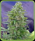 Automatik Collection #1 - OO Seeds