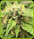 Auto Moon Fruit - Top Shelf Elite Seeds