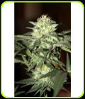 Auto Moscow - Seedsman Seeds