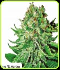 Auto NL Aurora - Dispensario Seeds