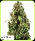 Auto NYC Bronx Diesel - Dispensario Seeds