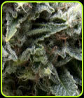 Auto New York City - Pyramid Seeds