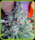 Auto Nightcrawler OG - Top Shelf Elite Seeds