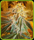 Auto Northern Light - Nirvana Seeds