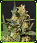 Auto Northern - CBD Seeds