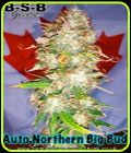 Auto Northern Big Bud - BSB Genetics