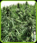 Auto Northern Hog - TH Seeds