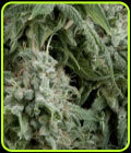 Auto Northern Lights - Pyramid Seeds