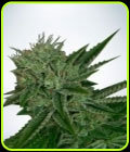Auto Northern Lights - Ministry of Cannabis