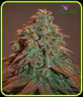 Auto Nova OG - Anesia Seeds
