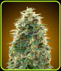Auto OO Hashchis - OO Seeds