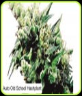 Auto Old School Hashplant - Dispensario Seeds