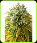Auto Onyx - Seedsman Seeds