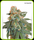 Auto Orange Bud - Dutch Passion Seeds