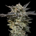 Auto Oreoz - OO Seeds